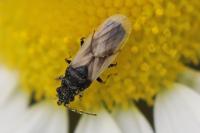Metopoplax ditomoides