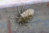 Rhaphigaster nebulosa