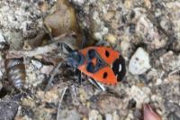 Melanocoryphus albomaculatus