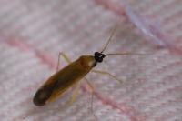 Phylus melanocephalus