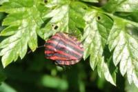 Graphosoma italicum
