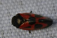 Haematoloma dorsata