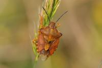 Carpocoris purpureipennis