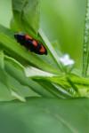 Cercopis vulnerata