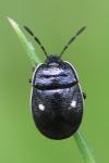 Adomerus biguttatus