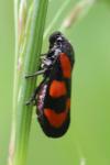 Cercopis vulnerata