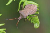Coreus marginatus