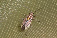 Horistus orientalis