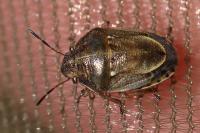 Neottiglossa leporina