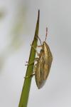 Aelia acuminata