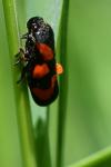 Cercopis vulnerata
