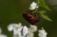 Graphosoma italicum