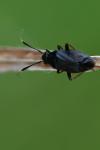 Capsus ater