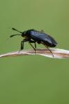 Capsus ater