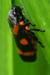 Cercopis intermedia