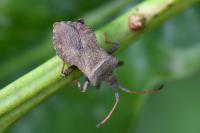Coreus marginatus