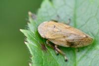 Philaenus spumarius