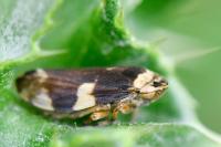 Philaenus spumarius