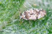 Tingis cardui