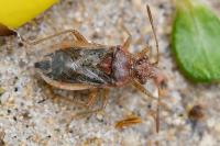 Rhopalus parumpunctatus