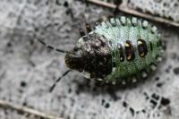 Pentatoma rufipes