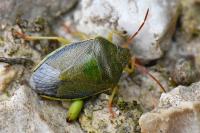 Piezodorus lituratus
