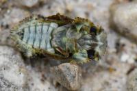Ledra aurita