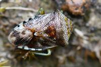 Elasmucha grisea