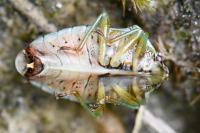 Elasmucha grisea