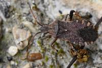 Ceraleptus gracilicornis