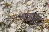 Ceraleptus gracilicornis
