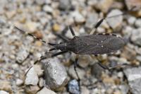 Dicranocephalus agilis