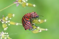 Graphosoma italicum
