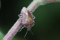 Dolycoris baccarum