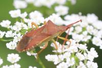 Gonocerus acuteangulatus