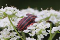 Graphosoma italicum