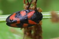 Cercopis vulnerata