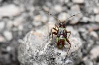 Closterotomus fulvomaculatus