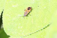 Melanocoryphus albomaculatus