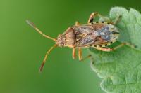 Stictopleurus abutilon