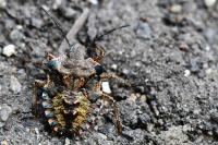Pentatoma rufipes