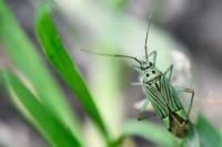 Mermitelocerus schmidtii