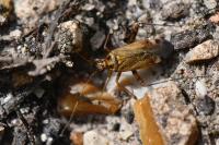 Closterotomus fulvomaculatus