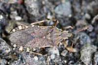 Ceraleptus gracilicornis