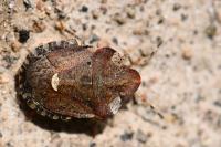 Dyroderes umbraculatus