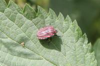 Graphosoma italicum