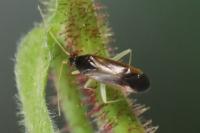 Phylus coryli