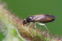 Phylus coryli