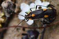 Capsodes flavomarginatus