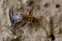 Closterotomus fulvomaculatus